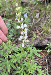 Lupinus albus