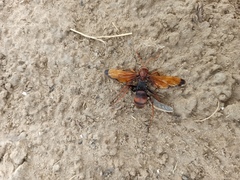 Cryptocheilus rubellus