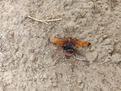 Cryptocheilus rubellus