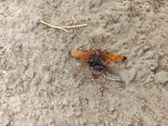 Cryptocheilus rubellus