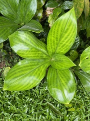 Chamaecostus cuspidatus