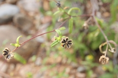 Sigesbeckia australiensis