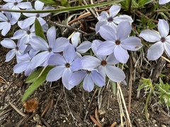 Phlox multiflora