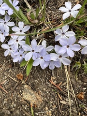Phlox multiflora