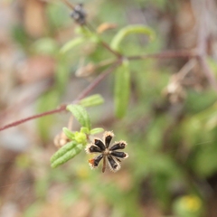 Sigesbeckia australiensis