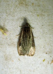 Olethreutes quadrifidum