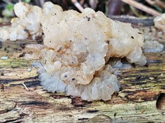 Tremella globispora