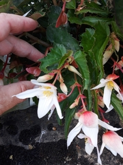 Begonia