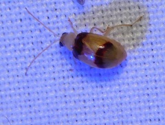 Monolepta bifasciata