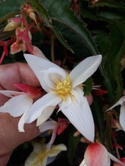 Begonia