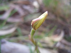 Caladenia prolata
