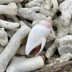 Tridentarius dentatus