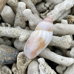 Tridentarius dentatus