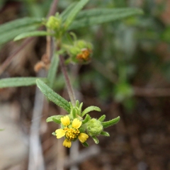 Sigesbeckia australiensis