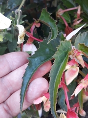 Begonia