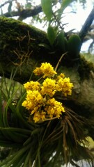 Trichocentrum pumilum