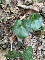 Hexastylis shuttleworthii