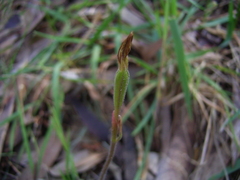 Caladenia prolata