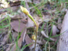 Caladenia prolata
