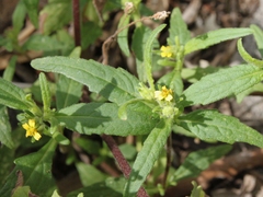 Sigesbeckia australiensis