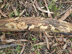 Tremella globispora