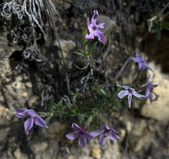 Phlox alyssifolia
