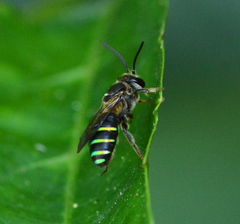Nomia iridescens