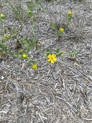 Grindelia adenodonta