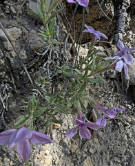Phlox alyssifolia