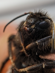 Bombus ruderatus