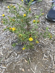 Grindelia adenodonta