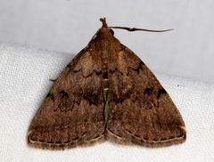 Zanclognatha dentata