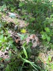 Hieracium paniculatum
