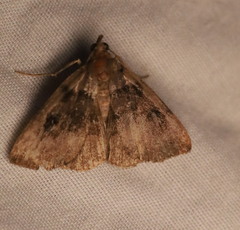 Zanclognatha laevigata