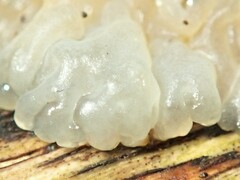 Tremella globispora
