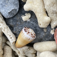 Conus planorbis