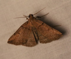 Zanclognatha laevigata