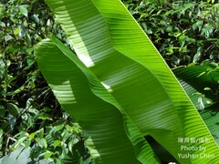 Musa itinerans chiumei