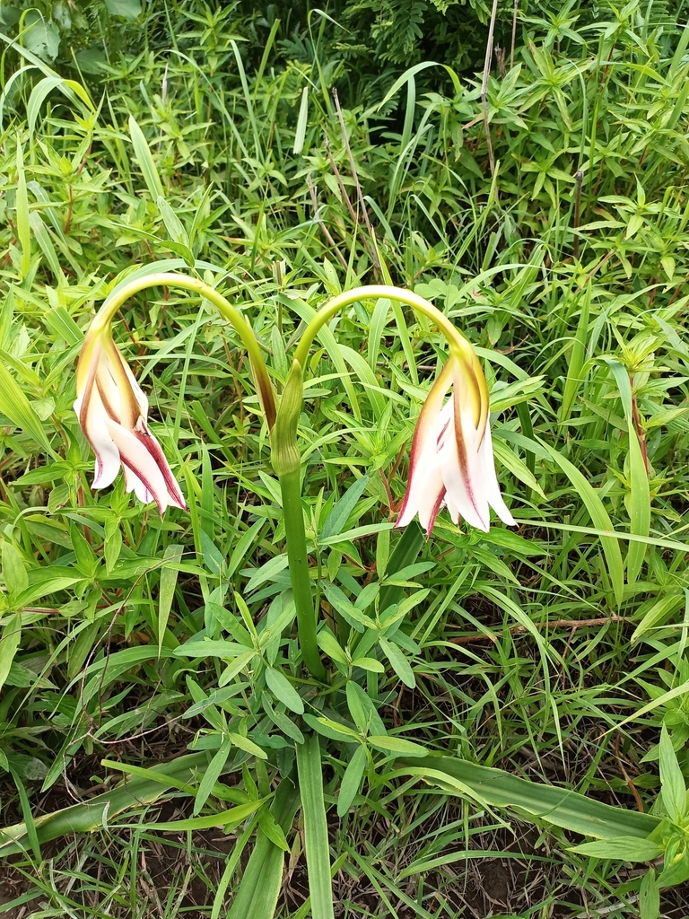 Rung vĩ dạ – Crinum ornatum