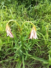 Crinum ornatum, photograph (c) Fuseini Mugisu Suhuyini, some rights reserved (CC BY-SA)