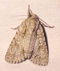 Acronicta hasta
