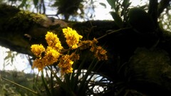 Trichocentrum pumilum