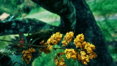 Trichocentrum pumilum