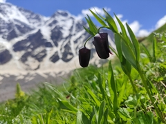 Fritillaria latifolia