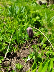 Fritillaria latifolia