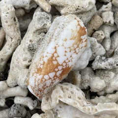 Conus aulicus