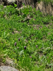 Fritillaria latifolia