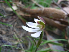 Caladenia prolata
