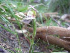 Caladenia prolata