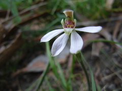 Caladenia prolata